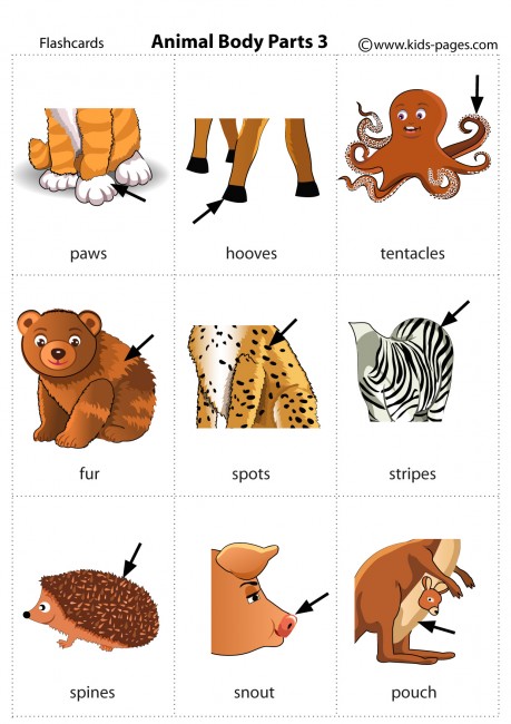 Animal Body Parts 3 flashcard